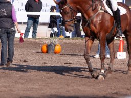 IMG_7088_web
